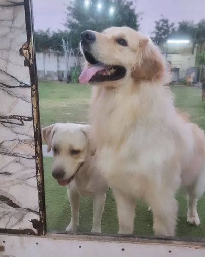 Pet Boarding