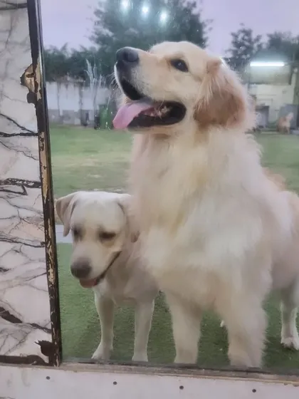 A Golden Retriever and a Labrador eagerly look in from the lawn, ready for more fun. Our facility design allows pets to transition easily between indoor relaxation and outdoor excitement.