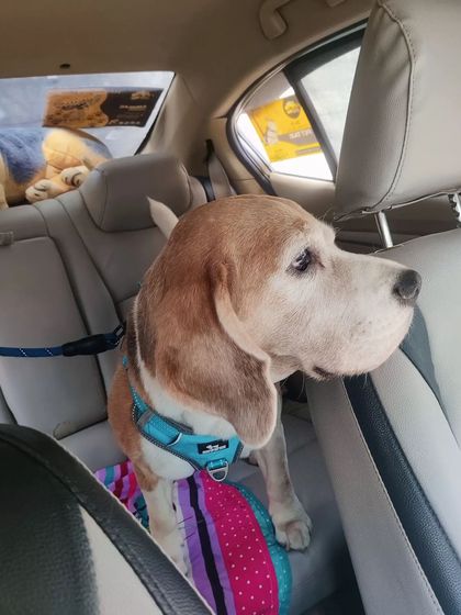 This beagle knows the front view is always better. I allow pets to sit in the front if they are calm and it's safe to do so.