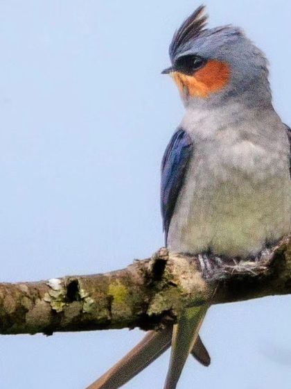A close-up of the Crested Treeswift, showing its grey-blue plumage and orange cheek patch.