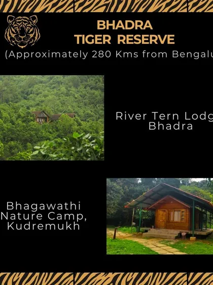In the Bhadra Tiger Reserve, the River Tern Lodge is famous for its boat safaris, and the Bhagawathi Nature Camp offers a rustic escape in the heart of Kudremukh.