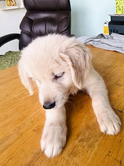 Star Pups - Pet Boarding & Daycare Puppy Paradise photo 3