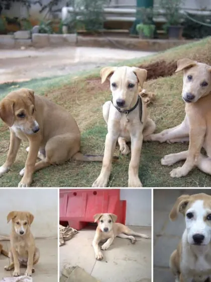 A collage showing a litter of six 50-day-old puppies born in an apartment complex on Kanakapuna Road. They are vaccinated and urgently need homes.
