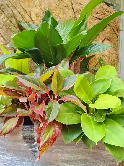 A large mixed indoor plant arrangement, featuring red Aglaonema and a Peace Lily, all wrapped and ready for delivery. I ensure every custom planter is securely prepared to travel from my nursery to its new home in perfect condition.