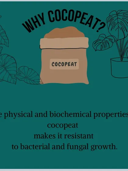 One of the key benefits of cocopeat is its natural resistance to bacterial and fungal growth. This helps us maintain a healthy, disease-free environment for our plants.
