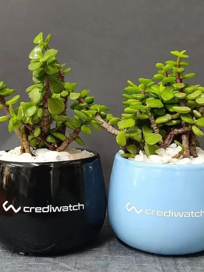 We offer branding on a variety of pot styles and colors. This pair of Jade plants for Crediwatch is potted in stylish black and blue ceramic pots, topped with white pebbles for a sharp, modern look.