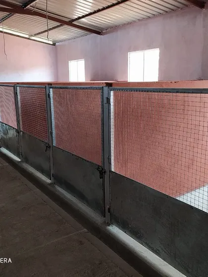 A look down the row of our indoor kennels. The facility is covered and well-ventilated, protecting dogs from the elements while ensuring fresh air.