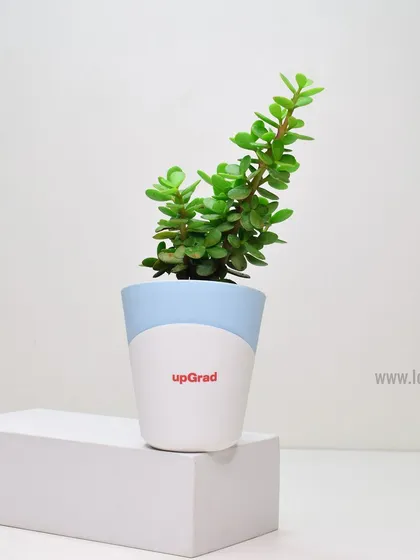 A simple yet elegant branded plant pot for upGrad. This small gift is a great way to add a touch of green to the office and promote a healthy work environment.