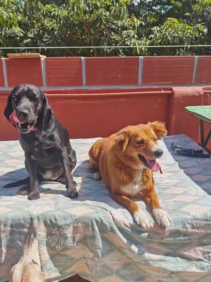 Another pair of dogs enjoying the sun on the terrace. My facility is designed with multiple zones for play and rest, allowing dogs to choose their activity level and socialize at their own pace.