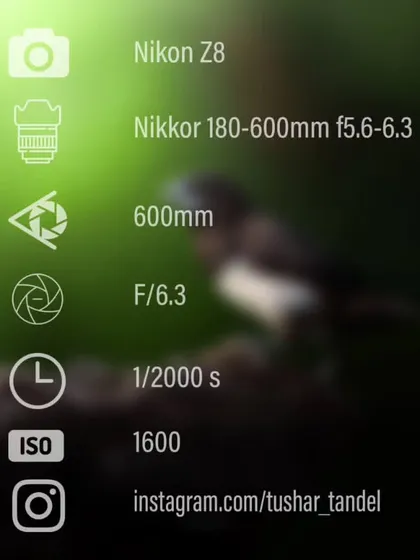 The technical details for the shot of the white-rumped munia.