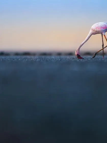 A minimalist shot of a lone flamingo foraging in the vast mudflats. The composition emphasizes the scale of the landscape and the solitude of the bird's search for food.