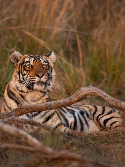 Siddhi, Riddhi's sister, resting in the golden light. The battle between the sisters and their mother for control of the lakes was a dramatic saga that unfolded over several seasons.