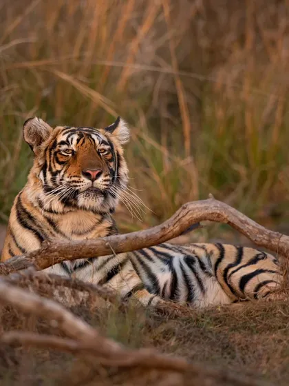 Siddhi, Riddhi's sister, resting in the golden light. The battle between the sisters and their mother for control of the lakes was a dramatic saga that unfolded over several seasons.