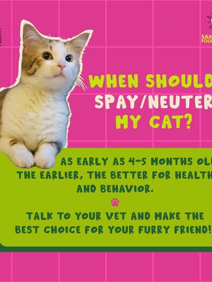 The best time to spay or neuter is when they are young, typically around 4 to 5 months old. Early sterilization has proven benefits for both their long-term health and behavior. Always consult your vet for personalized advice.