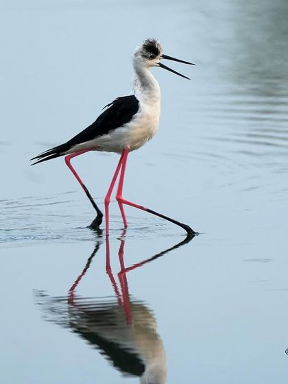 Is it one bird or two? The reflection of this Black-winged Stilt was so clear it created a perfect mirror image. This is the kind of magical moment you can only find in the stillness of the wetlands.