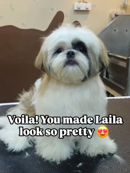 Mamppi Deb - Pet Grooming & Styling Styling for Fluffy Breeds: Shih Tzu, Lhasa & Maltese photo 15