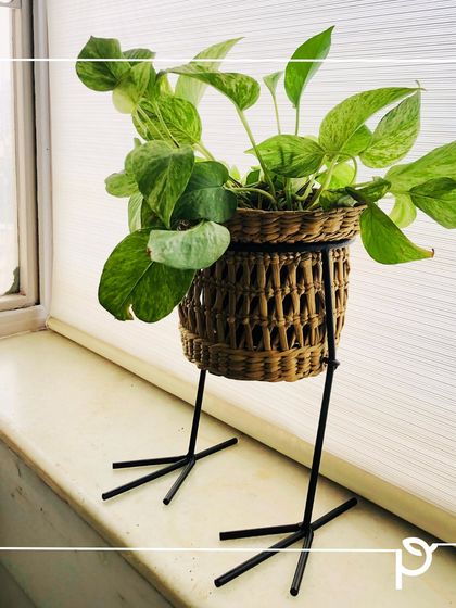 Garden Inspiration & Ideas photo 7