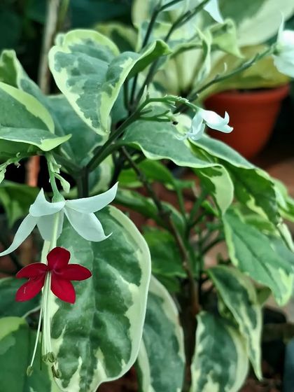 Vibrant Blooms & Flowering Plants photo 21