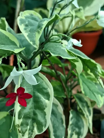 The unique 'Bleeding Heart' vine, or Clerodendrum thomsoniae. This variegated version has beautiful green and white leaves, which contrast wonderfully with its red and white flowers.