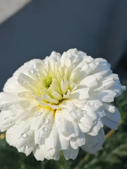 Bhardwaj - Urban Gardening Consultation A Riot of Colorful Flowers photo 165