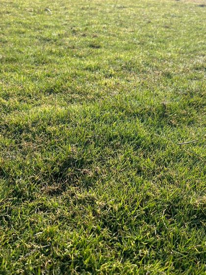 You can see the health of the grass in its vibrant green color and strong blades. I ensure all my grass is well-fertilized and free of weeds.