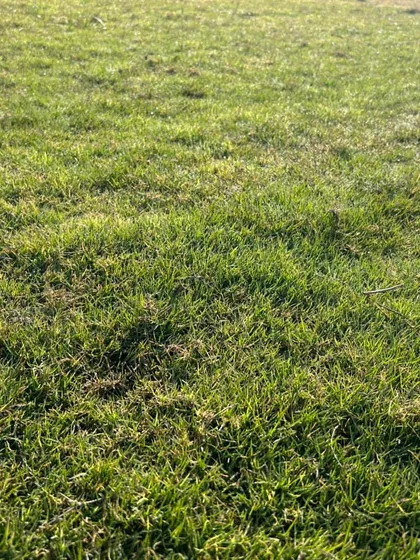 A detailed look at the blades of my natural lawn grass. I've been perfecting my cultivation methods since 2001.