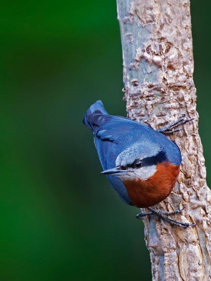 A Chestnut-bellied Nuthatch climbs down a tree trunk head-first. This shot perfectly illustrates the unique and defining behavior of this fascinating bird family.