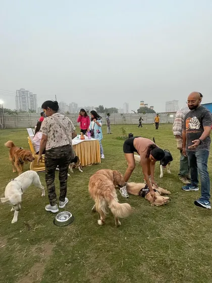 A candid shot of dogs and their parents enjoying a social event at the park. It's all about community and shared love for our pets.