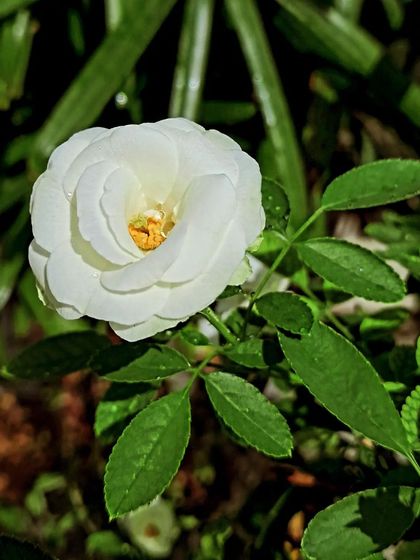 Bhardwaj - Urban Gardening Consultation A Riot of Colorful Flowers photo 190
