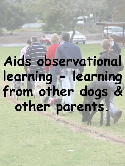 Gourav Vartalur - Dog Obedience Training Group Obedience Classes photo 12