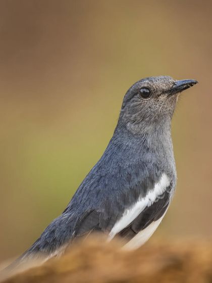Another portrait of the Oriental Magpie Robin, showcasing its gentle expression and soft feathers.