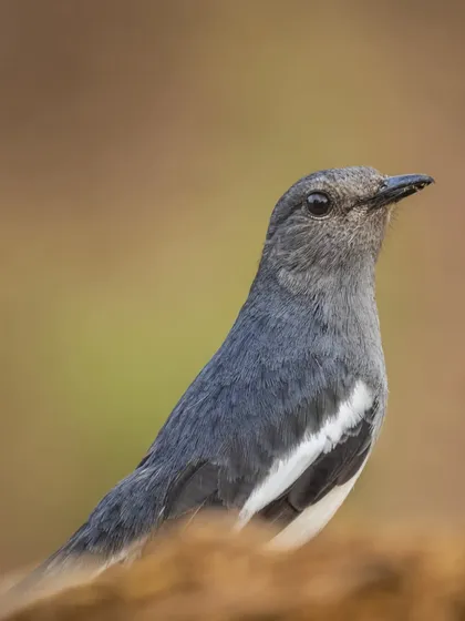 Another portrait of the Oriental Magpie Robin, showcasing its gentle expression and soft feathers.