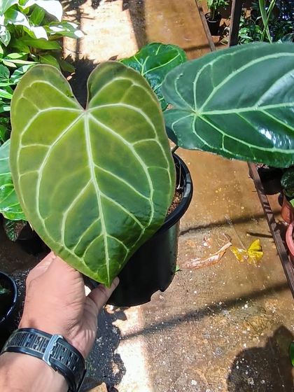 Rare & Collector's Plants photo 28