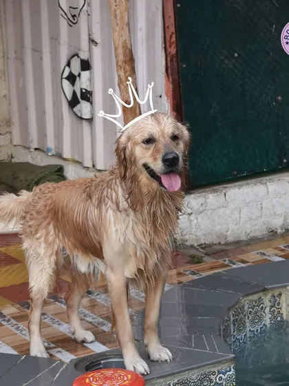 A happy dog after a refreshing swim. We make sure the area around the pool is safe and comfortable for them to relax after their water workout.