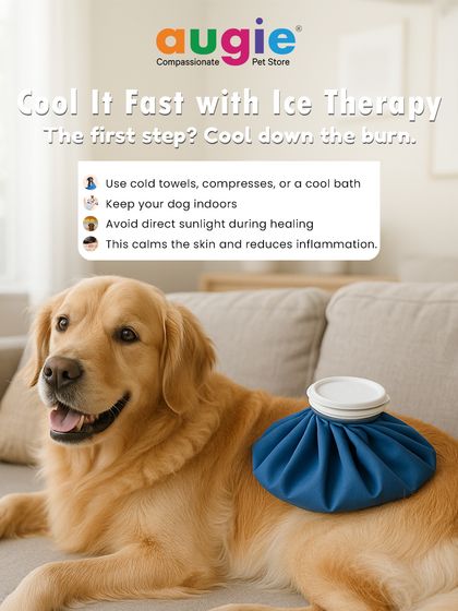 Augie Pets - Pet Supplies Health, Wellness & Pet Care Tips photo 24