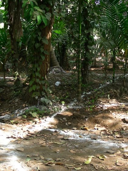 Residential Sanctuaries: Harmony with Nature photo 15