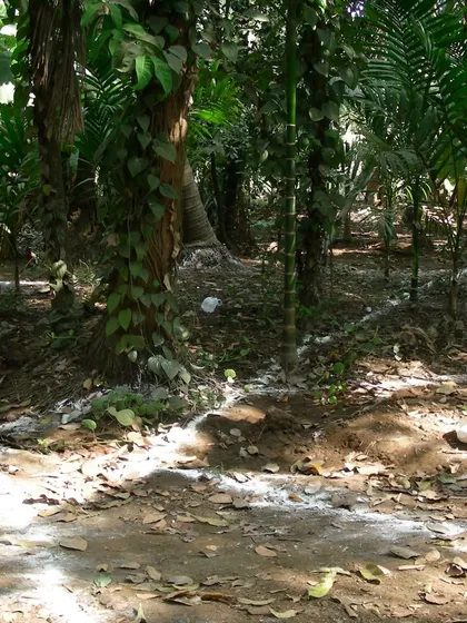 At K-Lagoon, every tree was treated as an integral design element. We used powder to mark out the building's footprint, a soft line drawn on the earth to ensure the structure would weave through the existing grove without disturbing it.