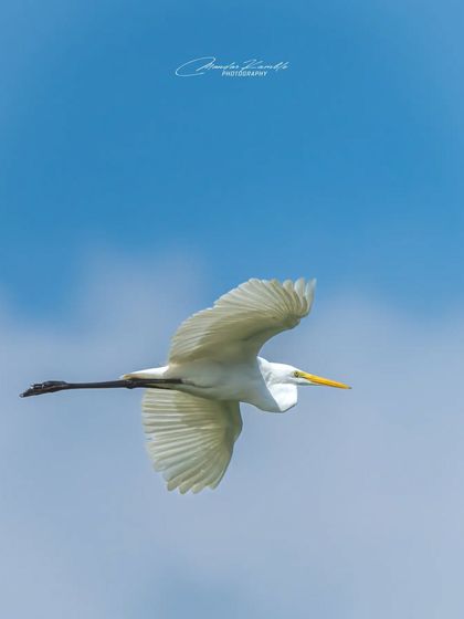 Birds in Action photo 9