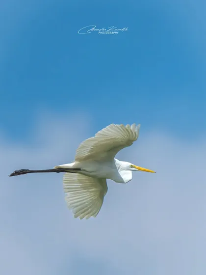 An Intermediate Egret soaring gracefully against a clear blue sky. The simplicity of the composition emphasizes the bird's elegant form and the beauty of flight.
