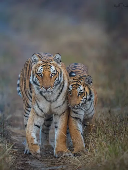 The soul of wildlife photography is storytelling. This frame of a tigress and her cub walking towards me, nuzzling each other with eyes locked on the camera, is pure emotion. Using a wide f/2.8 aperture on my 400mm lens, I melted the background away to ensure their bond was the only story being told.