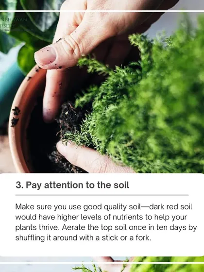 Healthy plants start with healthy soil. We pay close attention to the soil quality, ensuring it's properly aerated and nutrient-rich. This hands-on approach is fundamental to our garden maintenance philosophy.