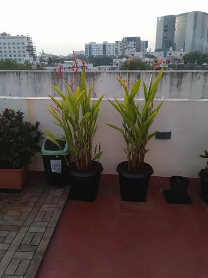 Kicking off the year with this lovely terrace project. The tall Heliconia plants add a tropical feel to this Chennai rooftop, creating a beautiful skyline view.