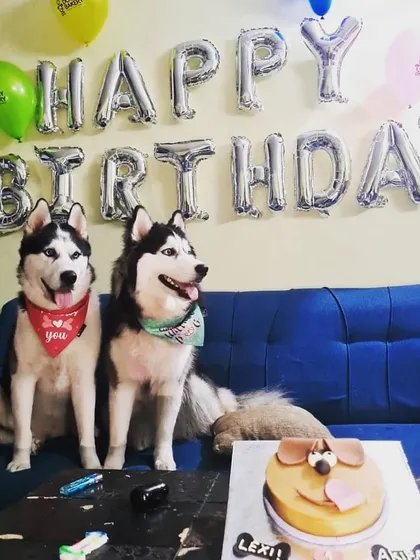 Double trouble! These two beautiful Huskies are celebrating a birthday together with a custom cake designed to look like one of them.