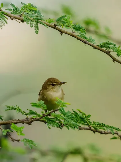 A warbler looks directly at the camera, its small form framed by arching branches.