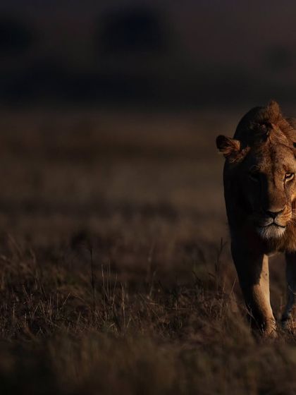 Lions & Cheetahs of the African Savannah photo 22