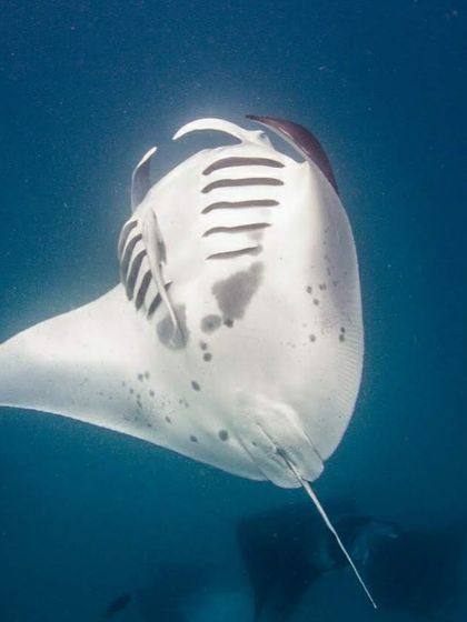 A beautiful shot of a manta ray showing its unique belly markings. Each one is different, helping researchers track their populations.