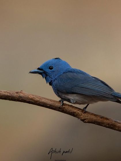 A portrait of the Black-naped Monarch. Its deep blue colour and tiny black nape are its defining features.