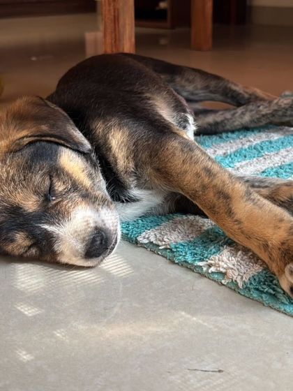 After a long day of play, a good nap is essential. Our rescued puppies are kept in a comfortable and safe foster environment where they can rest and grow. This little one is dreaming of his forever home.