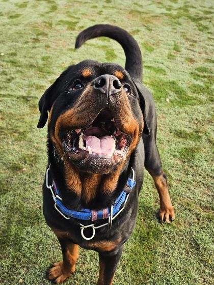 A powerful and happy Rottweiler looking up, ready for the ball to be thrown.