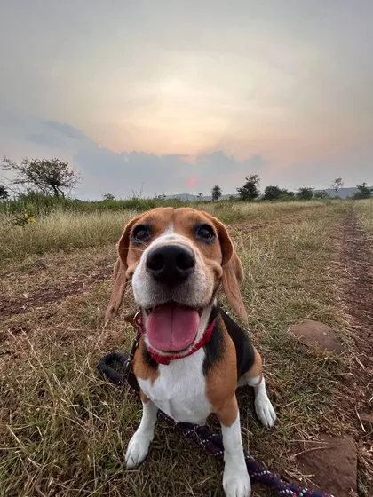 A happy, close-up shot of a beagle on a trail, showcasing the sheer joy and excitement of our adventure hikes.